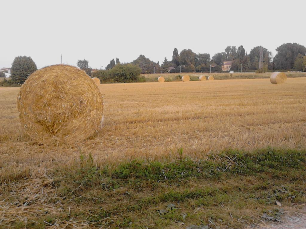 Green Fields Padova Esterno foto